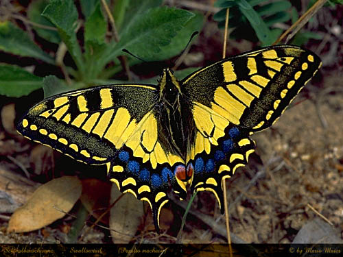 machaon.JPG (64205 Byte)