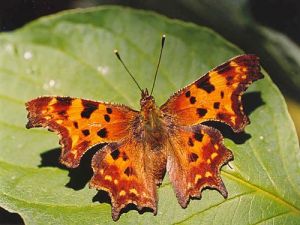 Comma