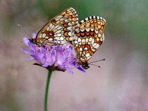 Heath Fritillary