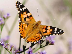 Painted Lady