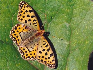 Queen of Spain Fritillary