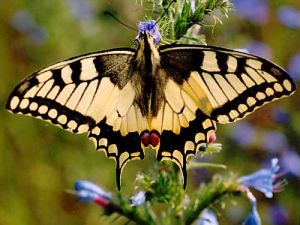 Swallowtail