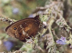 dryas1kl.jpg (16471 Byte)