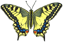 machaon.gif (15476 Byte)